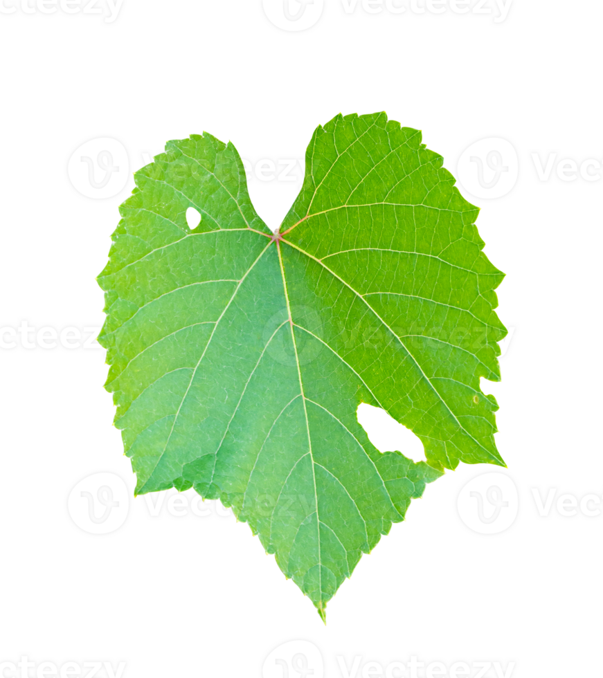 Green leaf isolated on transparent background, PNG File Format.