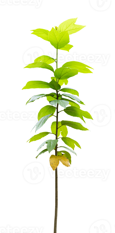 Young tree isolated on transparent background PNG File.