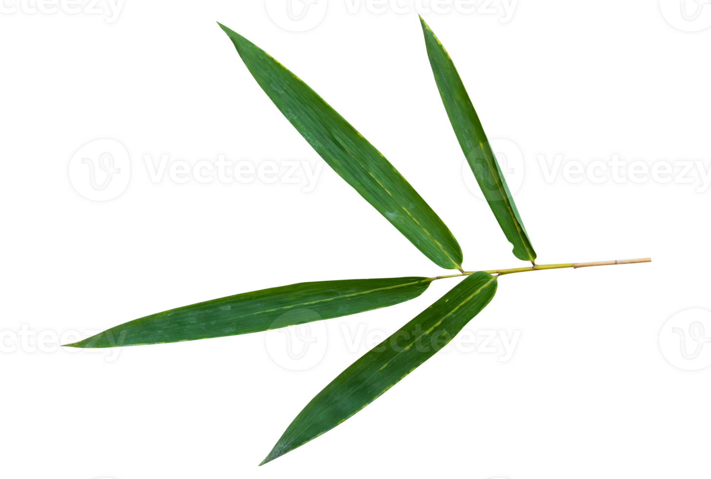 Bamboo leaf branch isolated on transparent background PNG File.