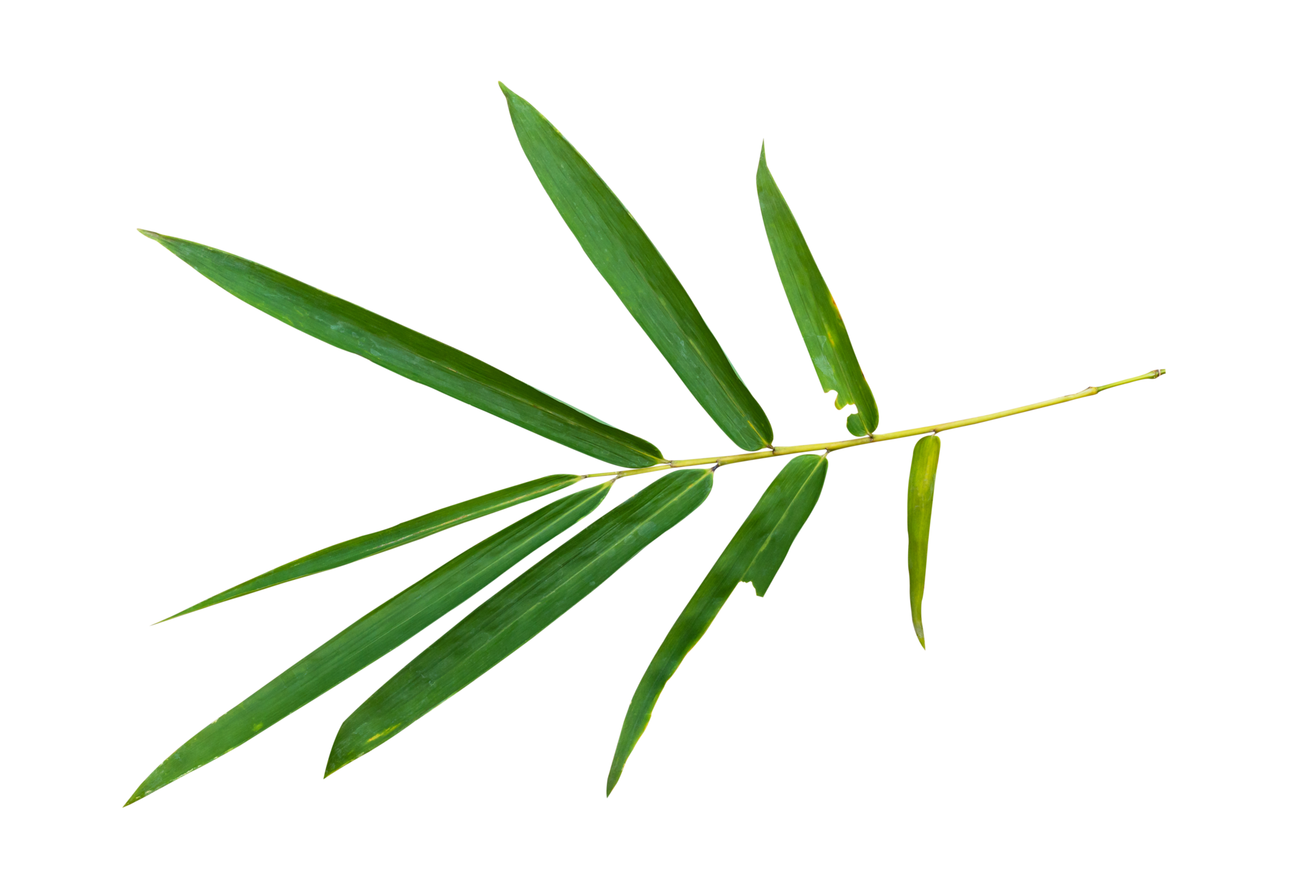 Bamboo leaf branch isolated on transparent background PNG File