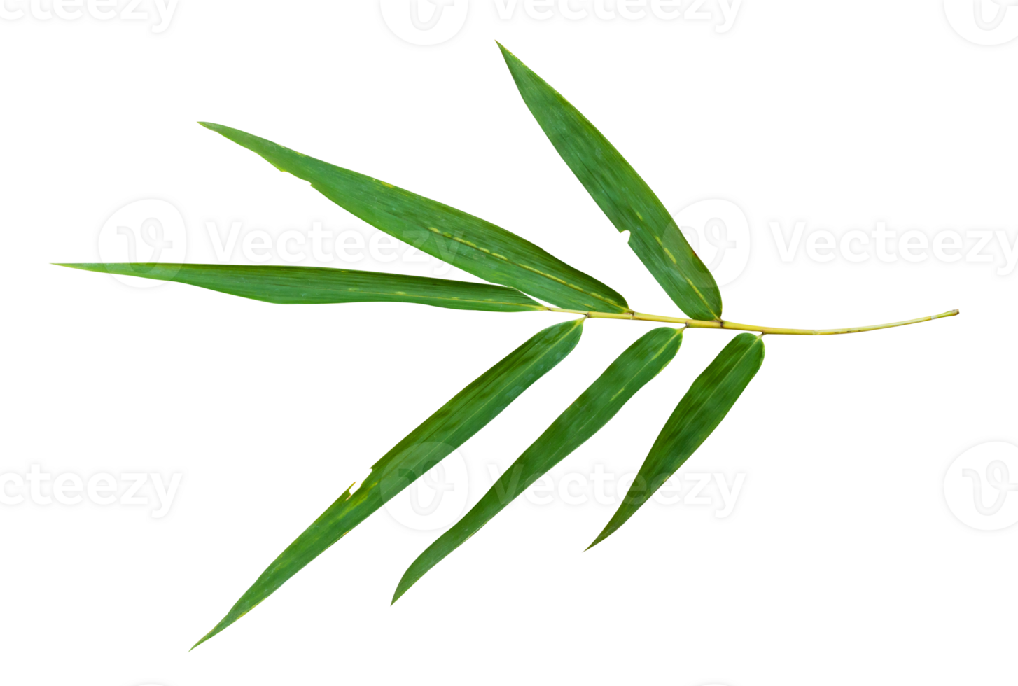 Bamboo leaf branch isolated on transparent background PNG File.