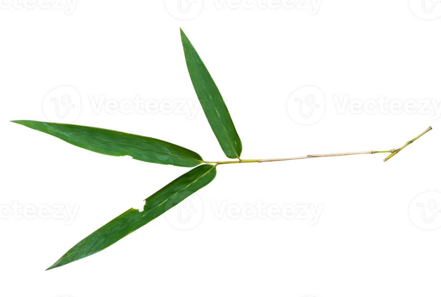 Bamboo leaf branch isolated on transparent background PNG File.