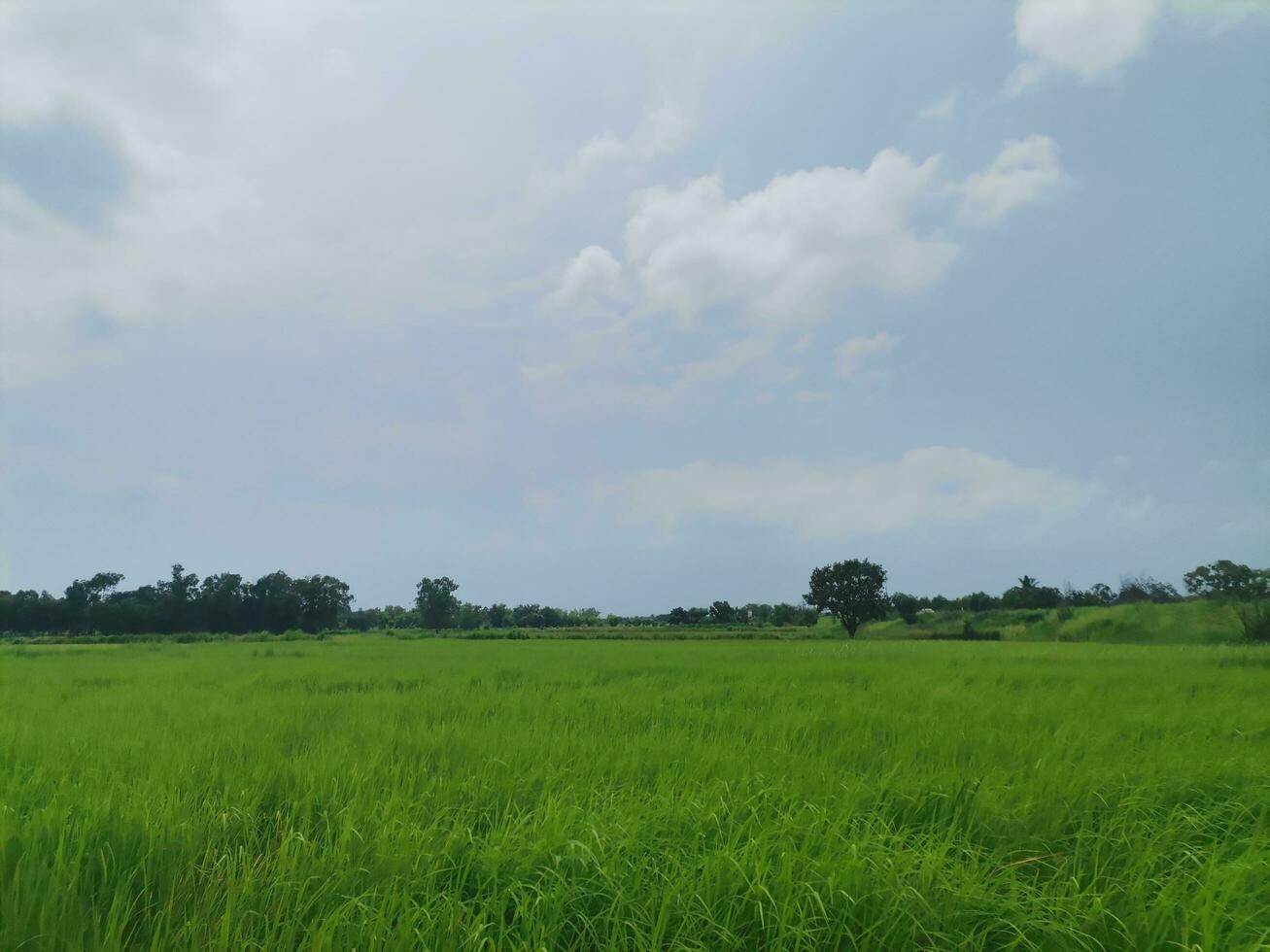 azul cielo y verde arroz campos en Asia foto