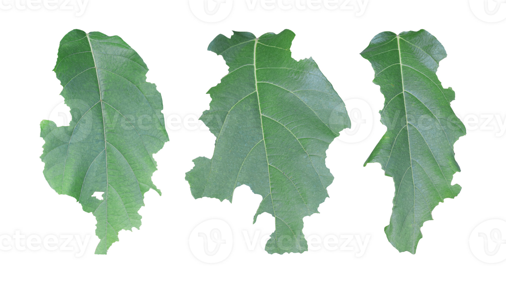 Set of leaf with holes isolated on transparent background. Green leaves are eaten by worms or pests png