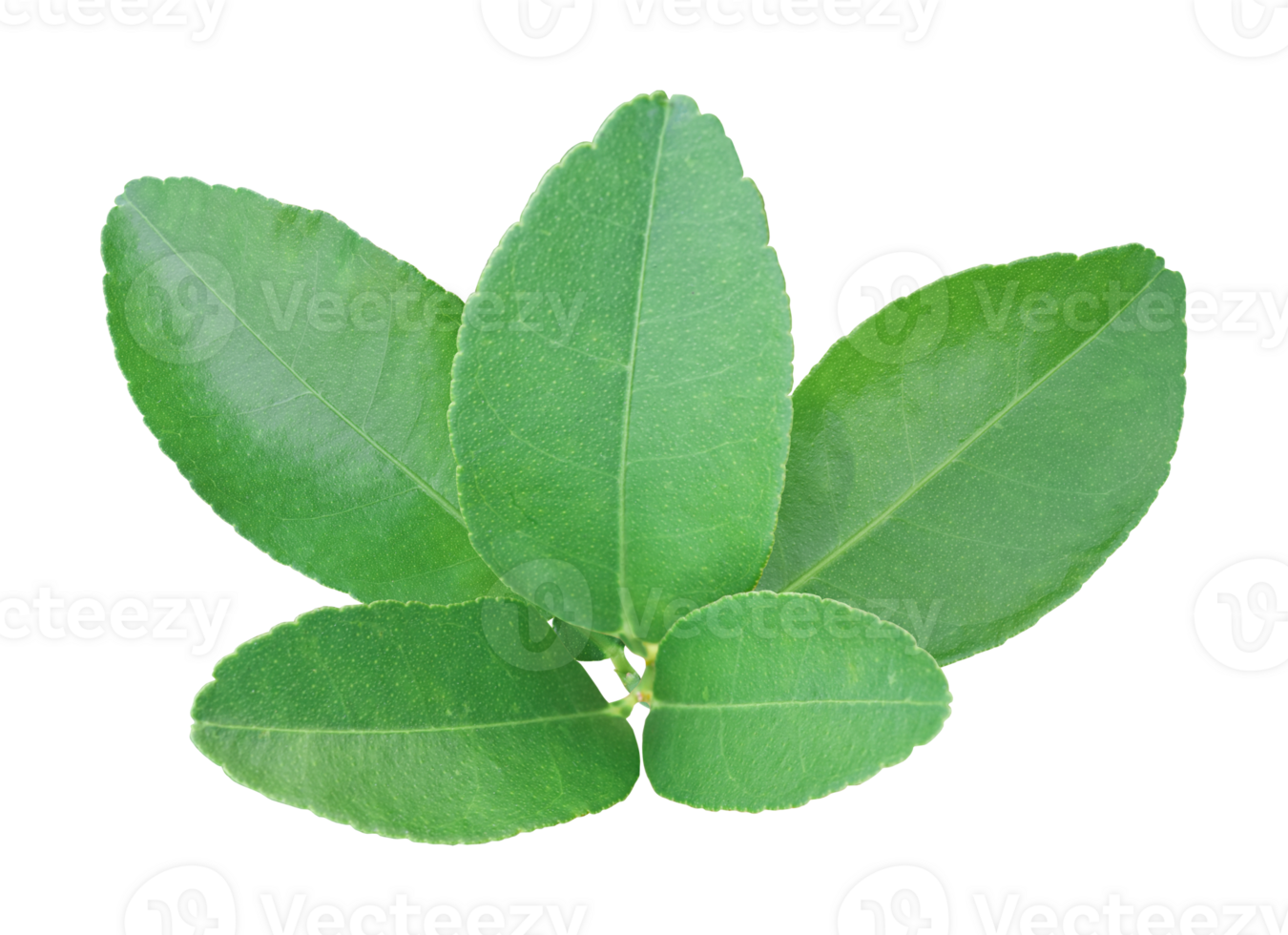 Lemon leaf isolated on treansparent background. Png file