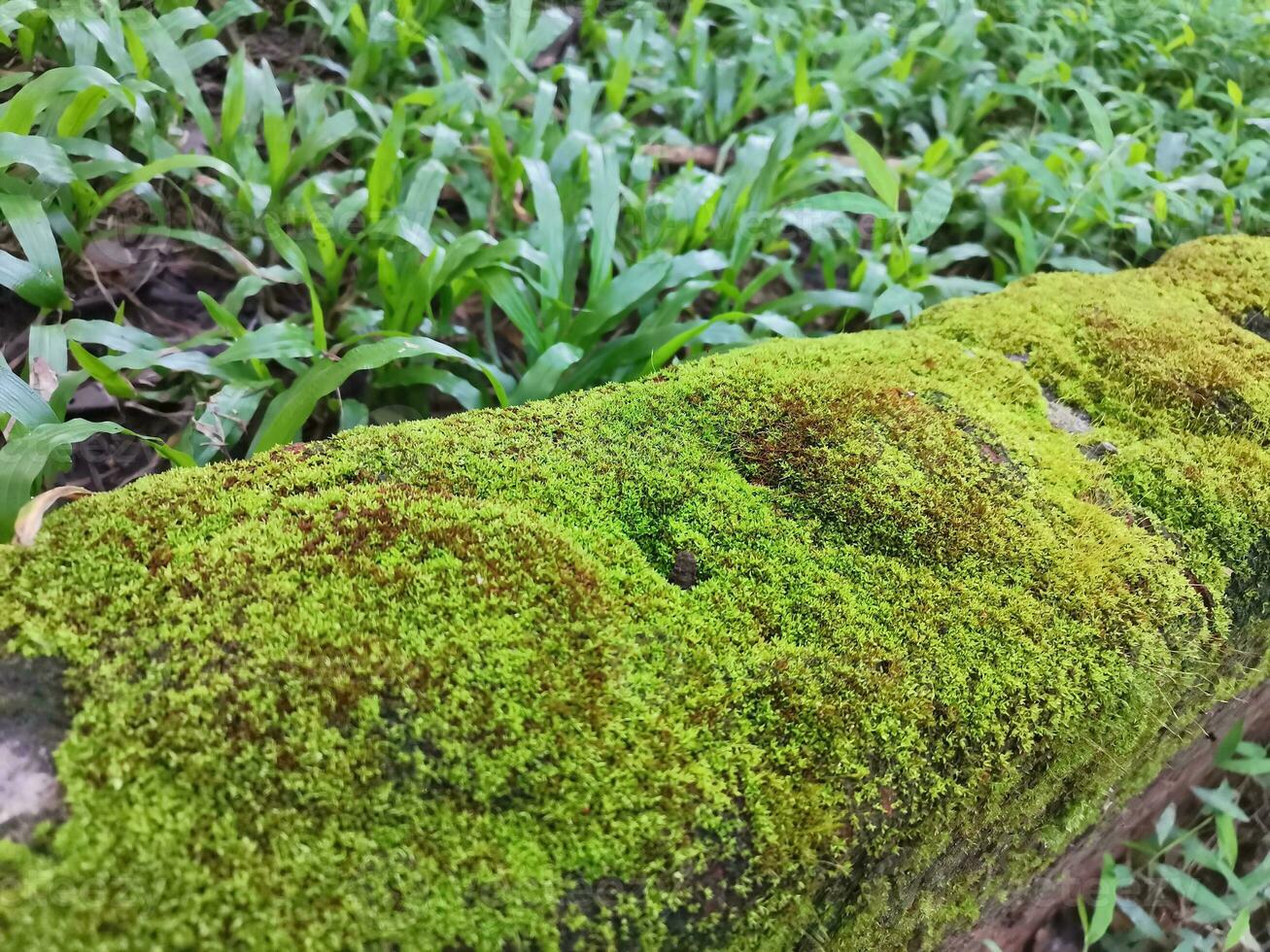 Green moss covered the bricks. Green moss is a small plant that grows on moist surfaces. photo