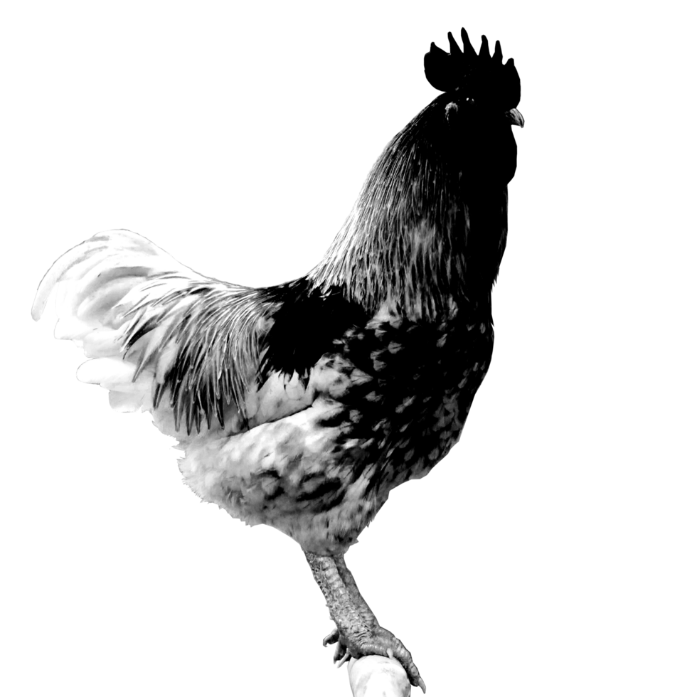 template icon rooster png