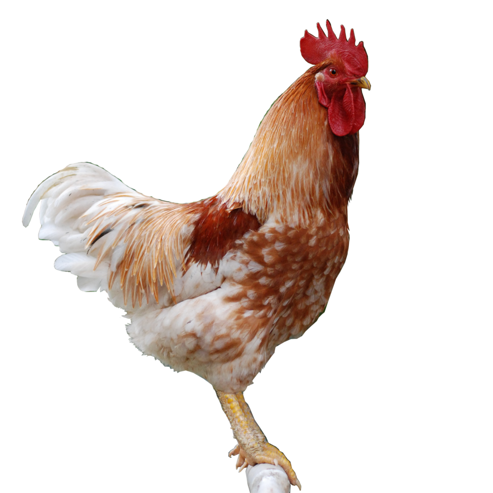 template icon rooster png