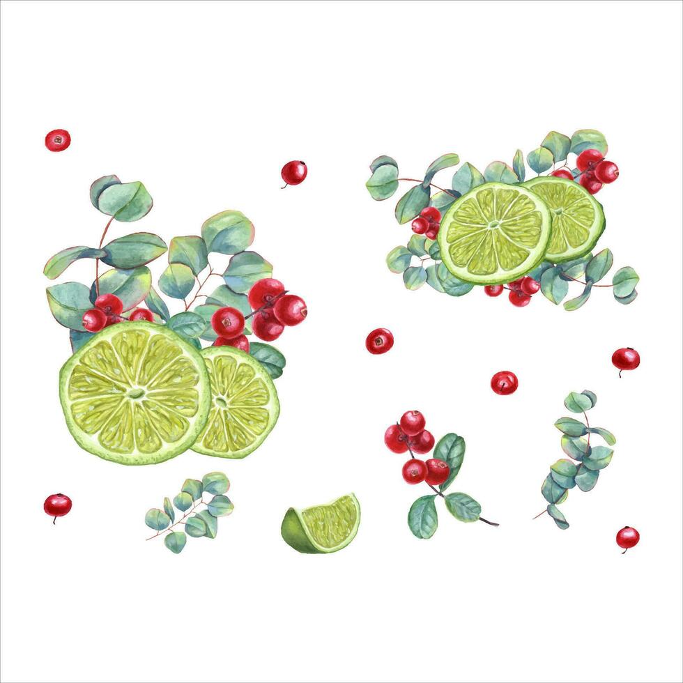 Set of lime wedges with eucalyptus sprigs and cranberries. Juicy citrus slices, ripe red berries, green leaves. Lemon, fruit, berry, cowberry, lingonberry. Watercolor illustration vector