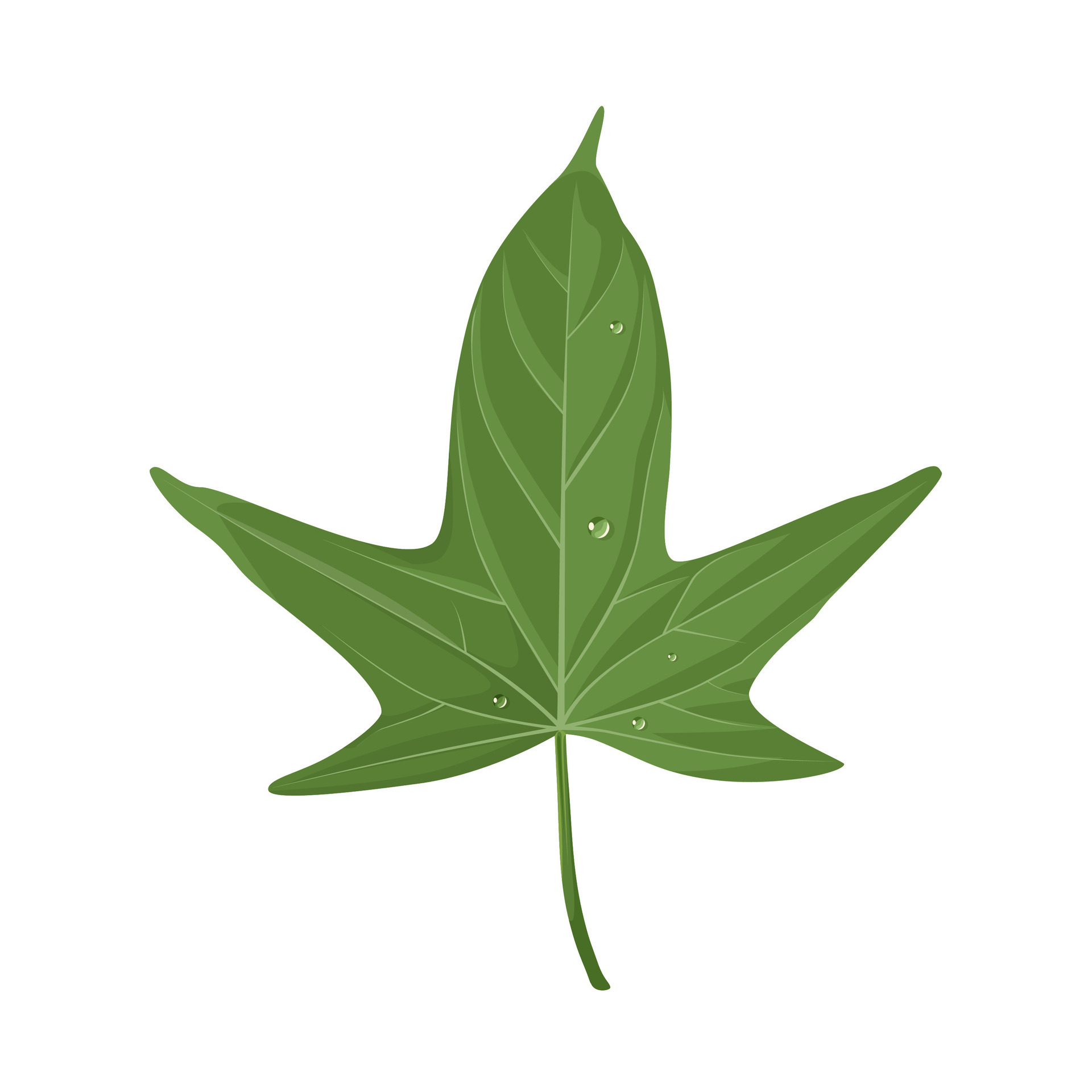 Vector illustration, fresh sweet potato leaves, as a healthy vegetable
