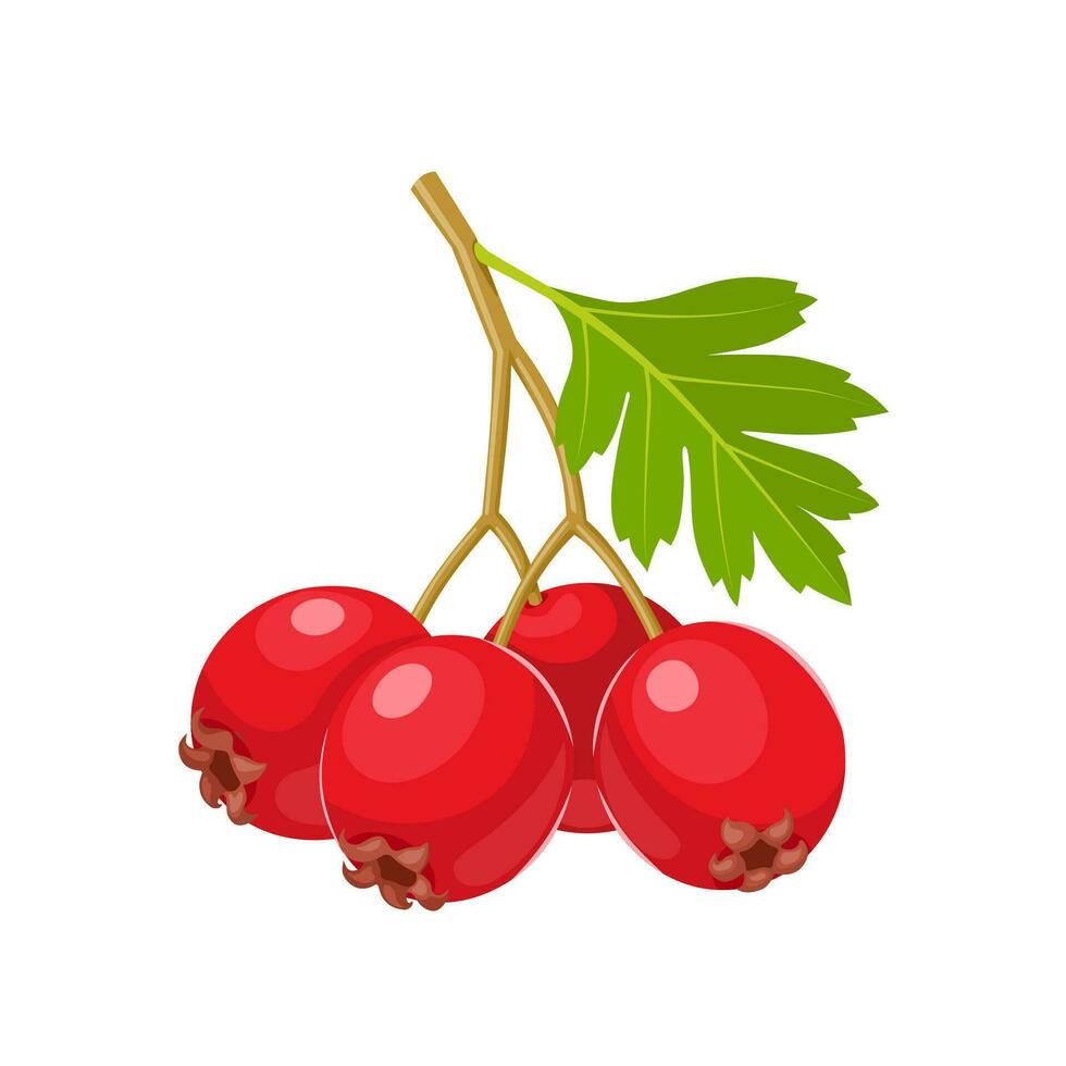 Vector illustration, Crataegus commonly called hawthorn, quickthorn, thornapple, May tree, whitethorn, Mayflower or hawberry, isolated on a white background.