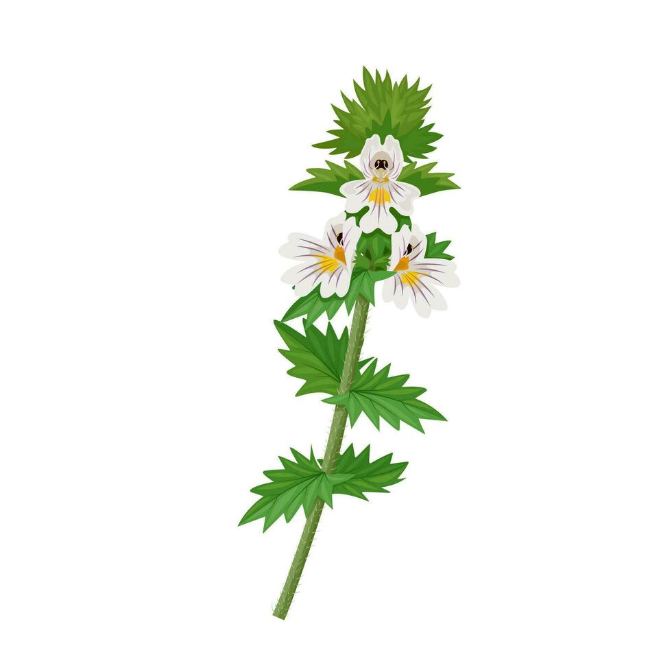 Vector illustration, Euphrasia, or eyebright, scientific name Euphrasia officinalis, isolated on white background.