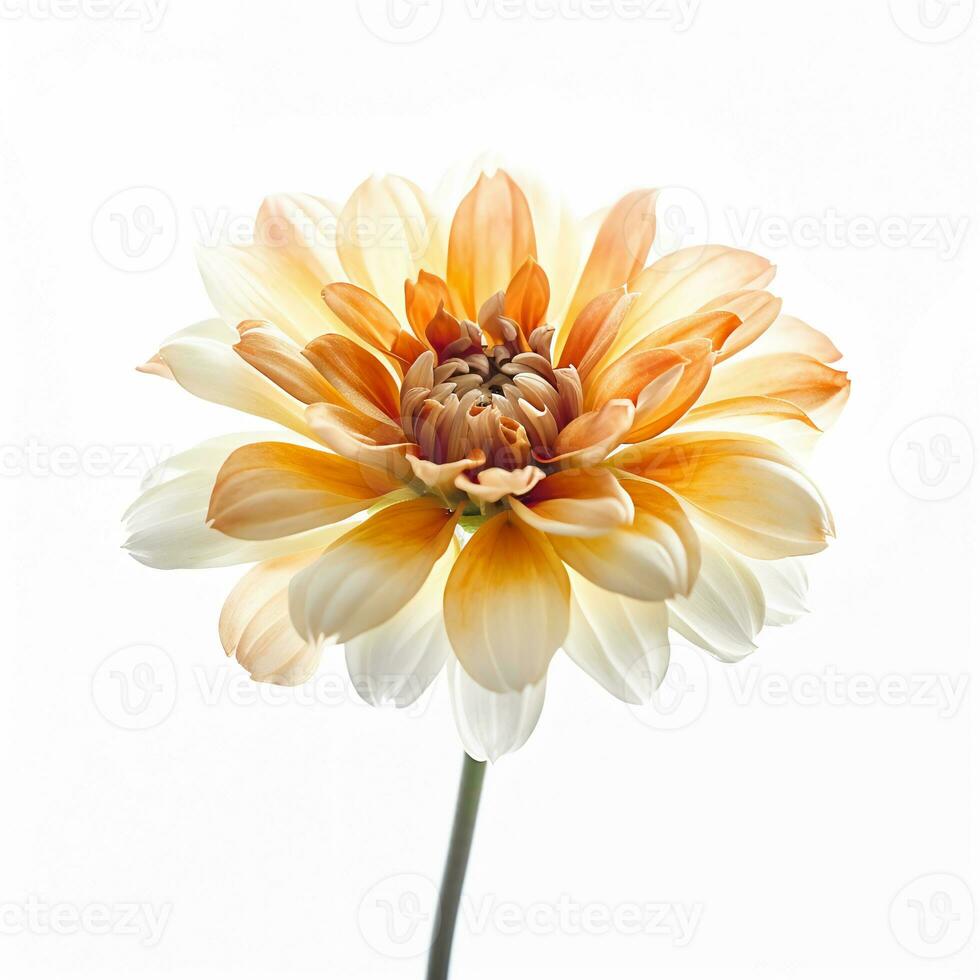 Image of flower isolated on white background photo