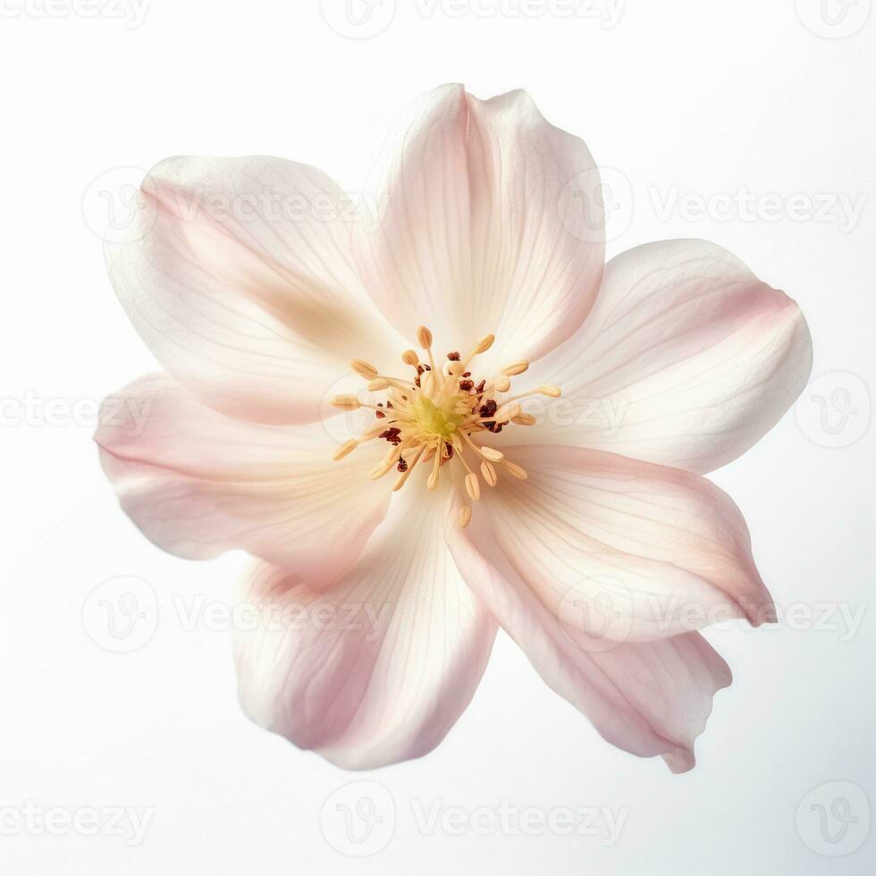 Image of flower isolated on white background photo