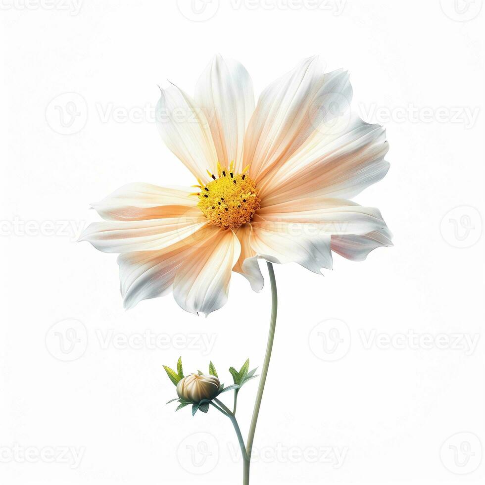 Image of flower isolated on white background photo