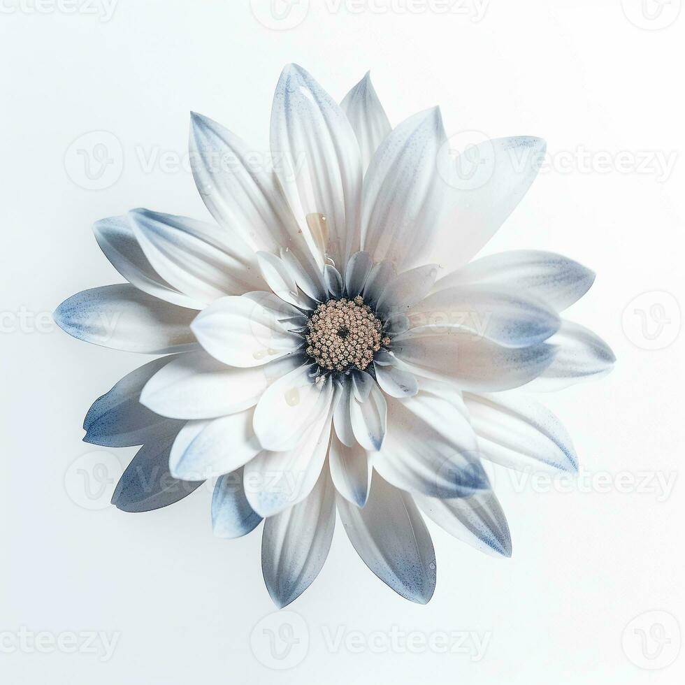 Image of flower isolated on white background photo