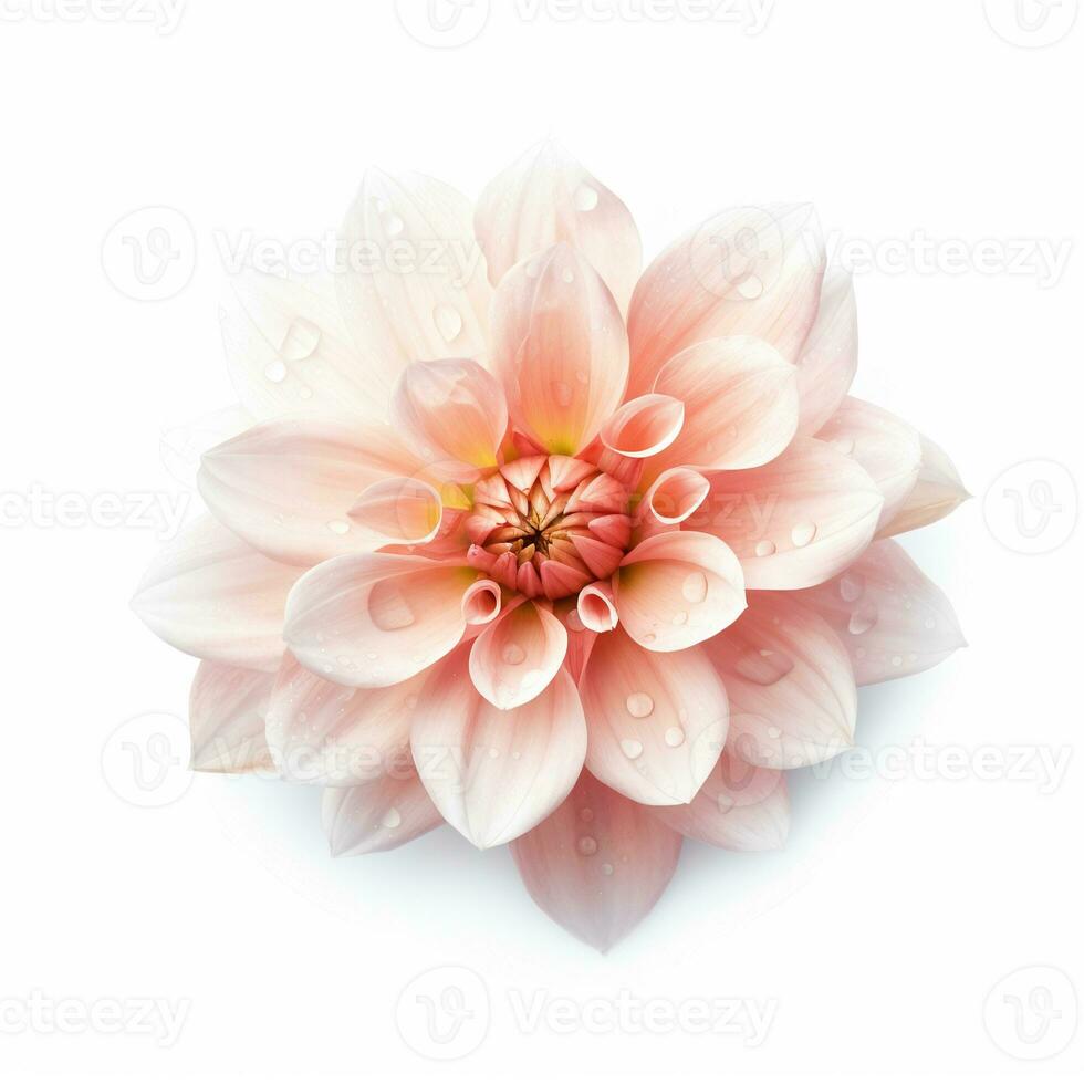 Image of flower isolated on white background photo