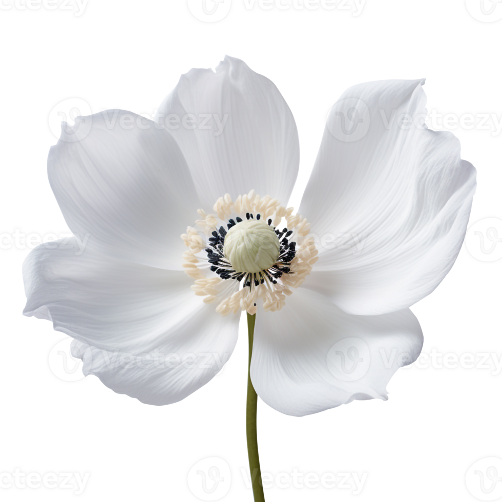 Anemone flower png White Anemone flower png Anemone png flower png Anemone flower transparent background, AI Generated