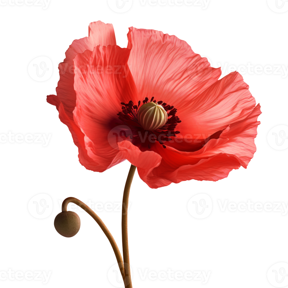 Poppy flower png poppy png poppy flower transparent background, AI Generative