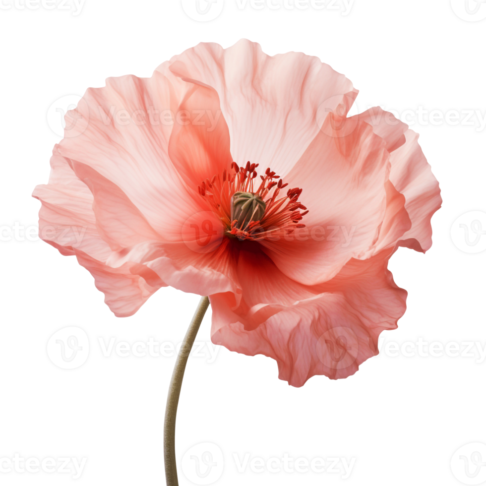 Poppy flower png poppy png poppy flower transparent background, AI Generative