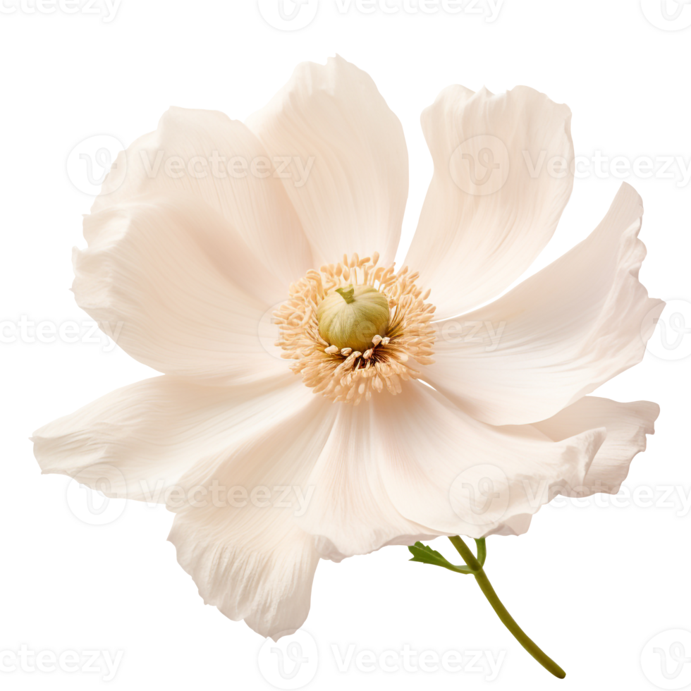 Anemone flower png White Anemone flower png Anemone png flower png Anemone flower transparent background, AI Generated