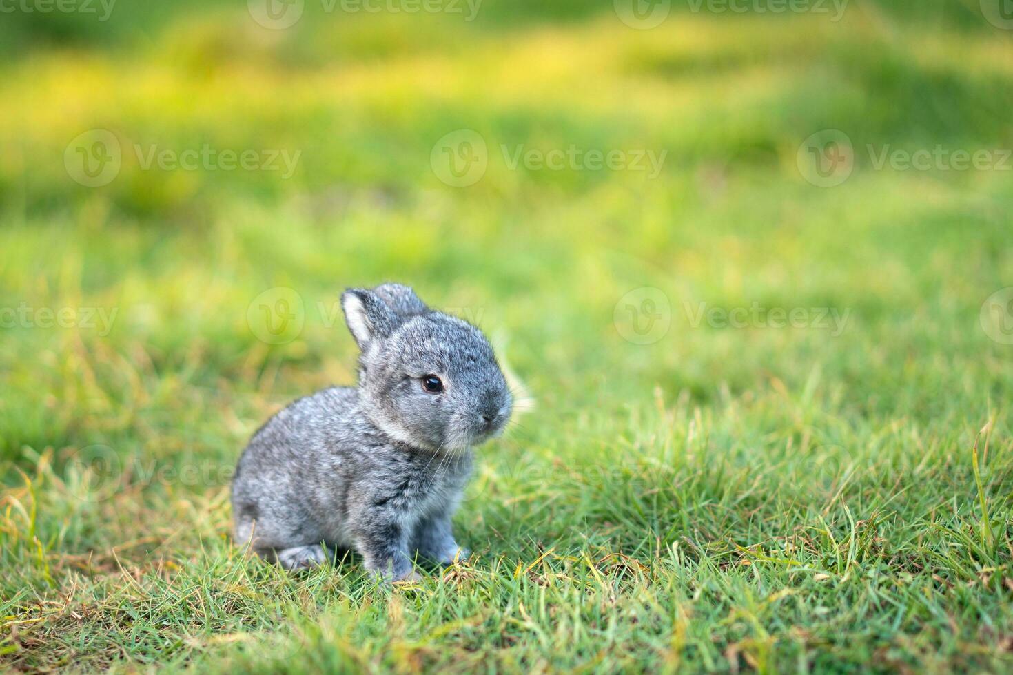 One week old rabbit sits on a green lawn with soft morning sunlight. photo