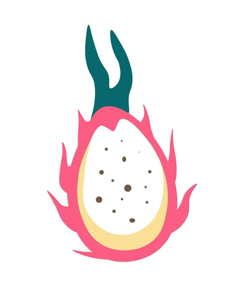 Dragon fruit or sweet pitaya, exotic ingredients vector