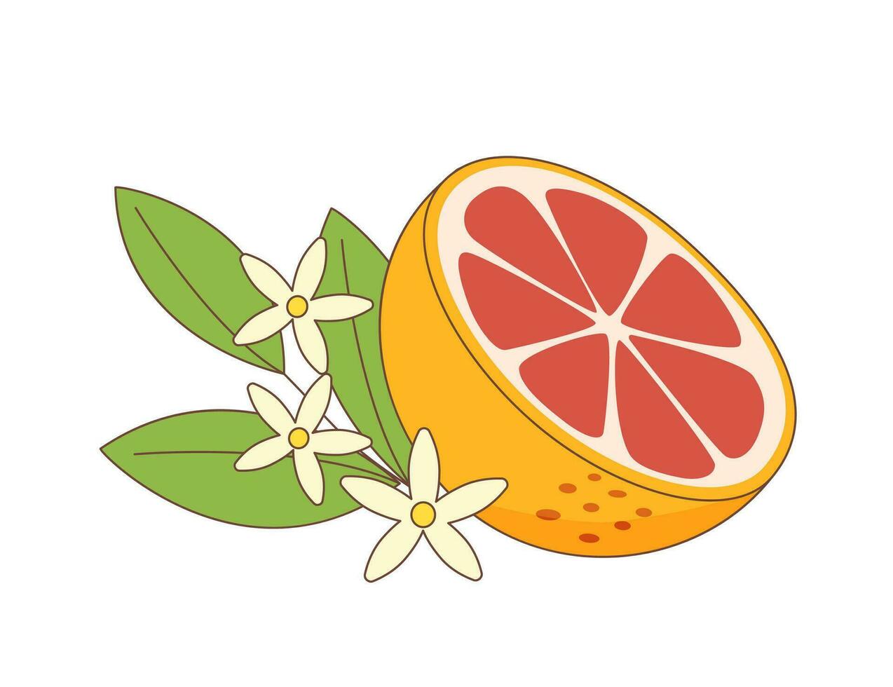 pomelo medio con hojas y flores vector