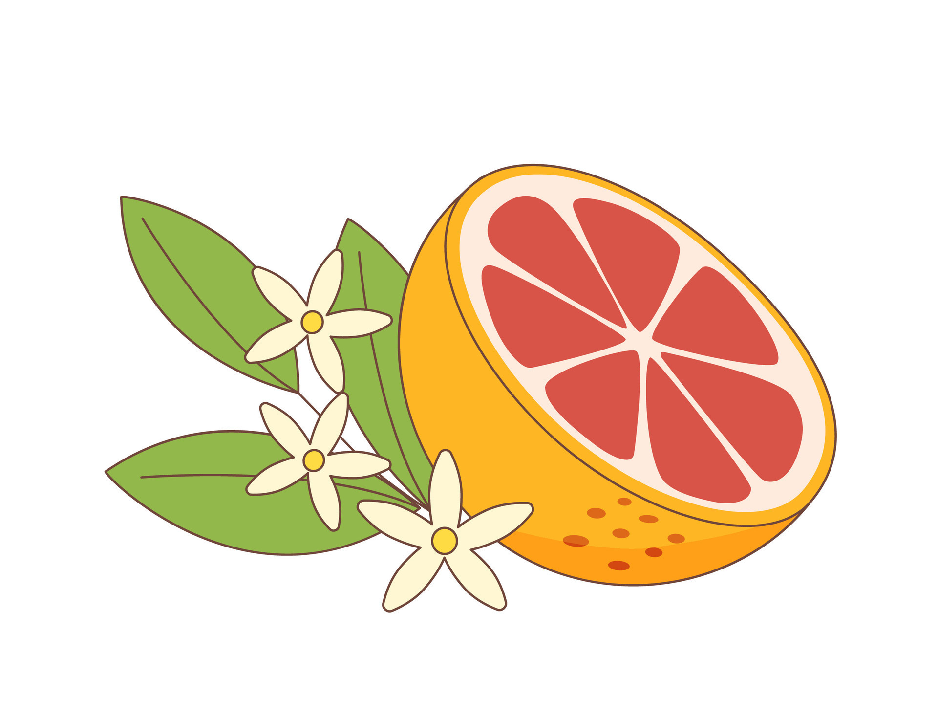 Grapefruit half with leaves and flowers 33296385 Vector Art at Vecteezy
