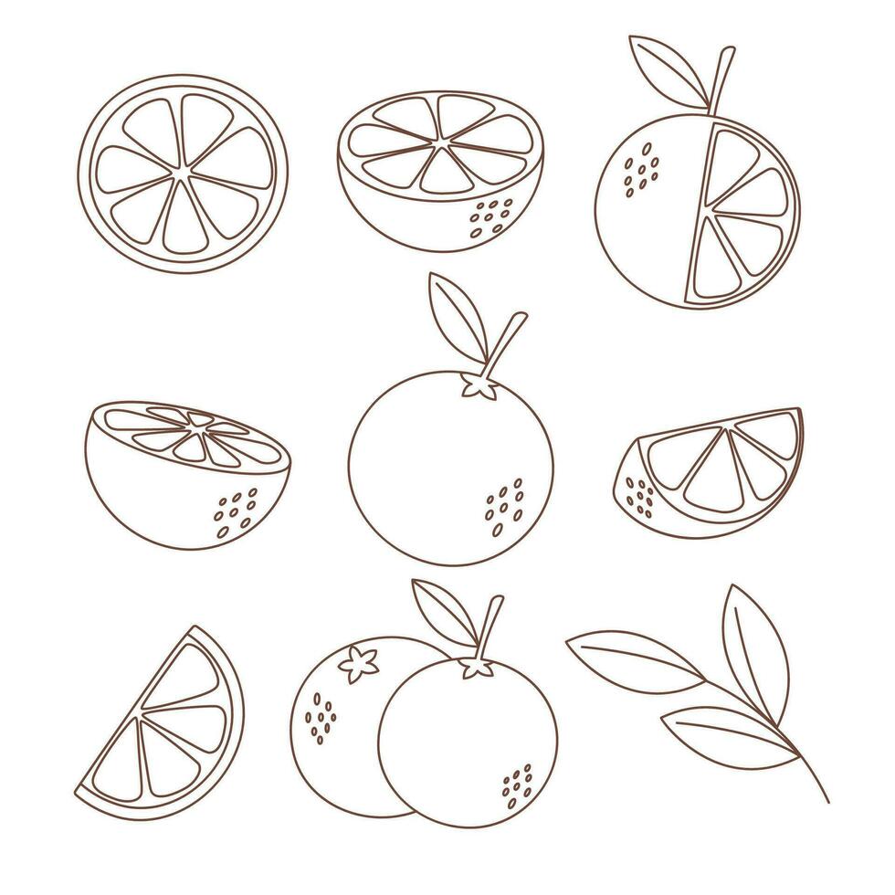 Set of oranges outline vector