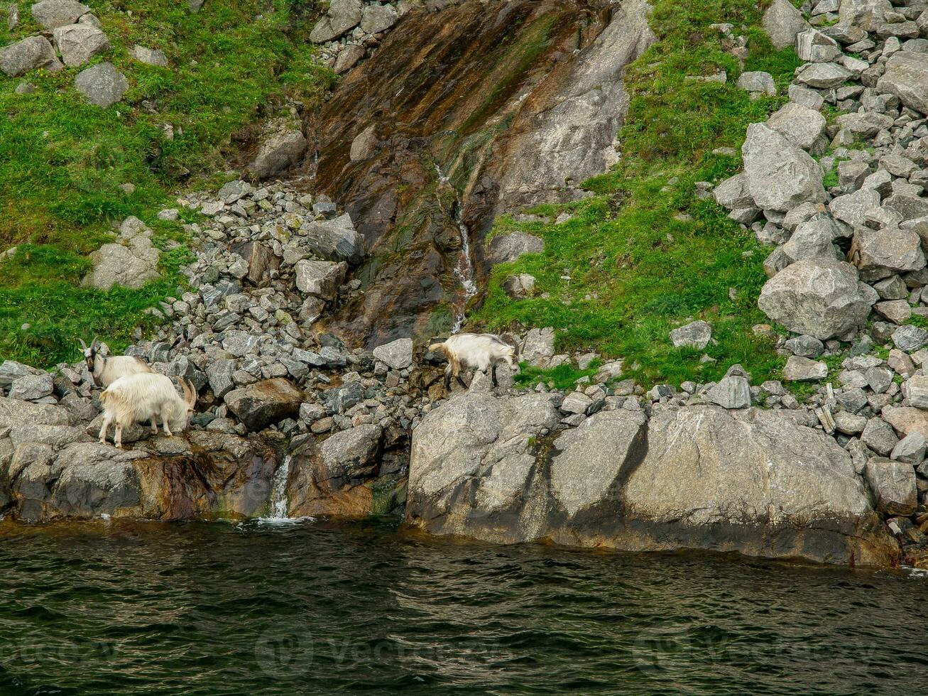 ship cruise in the norwegian fjords photo