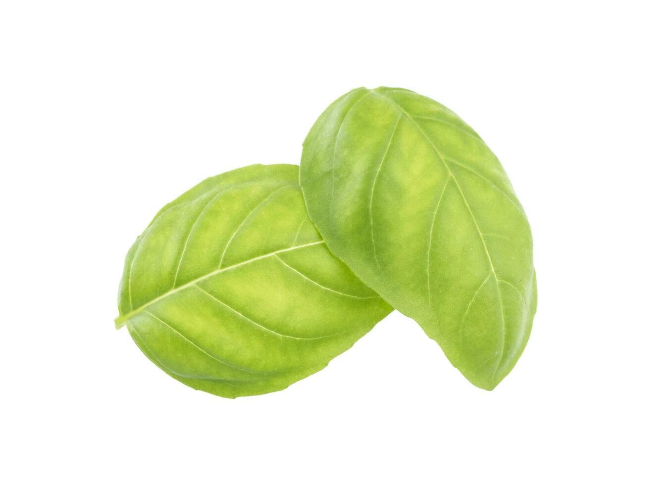 Basil leaves isolated on white background photo