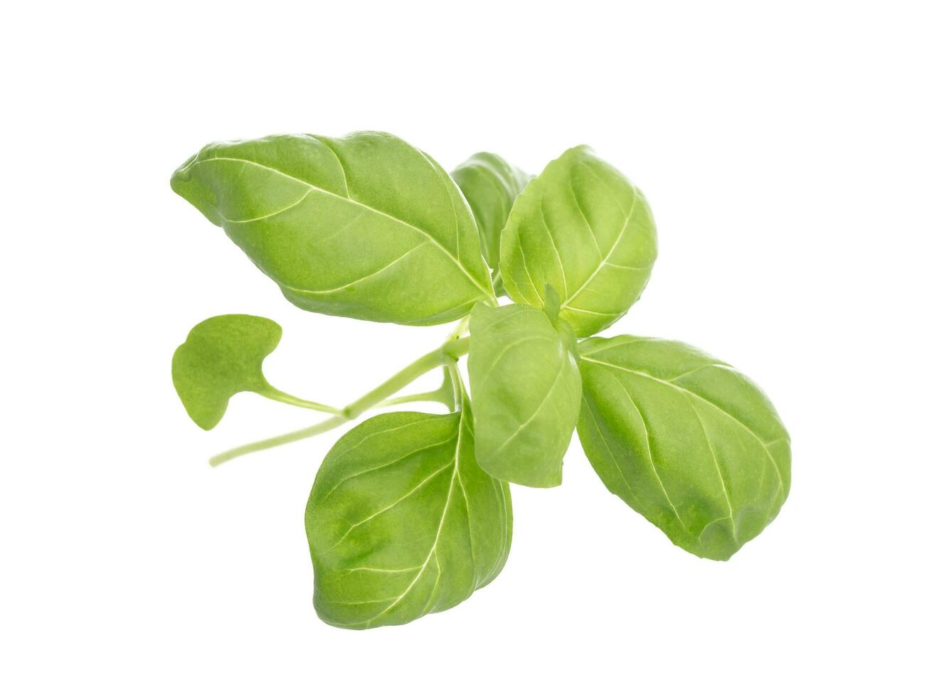 Basil leaves isolated on white background photo