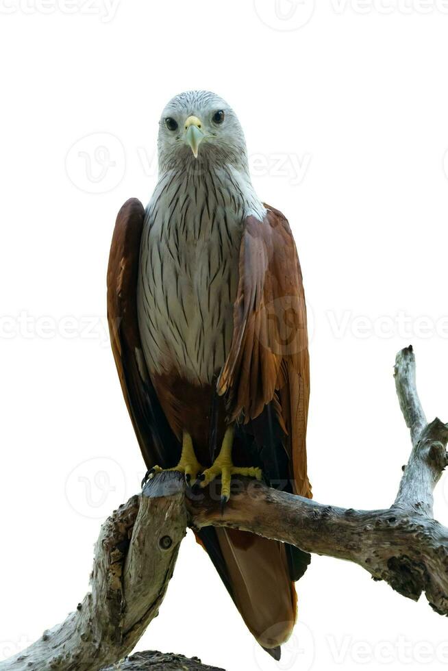 The red hawk was standing on a dry branch isolated on white. photo