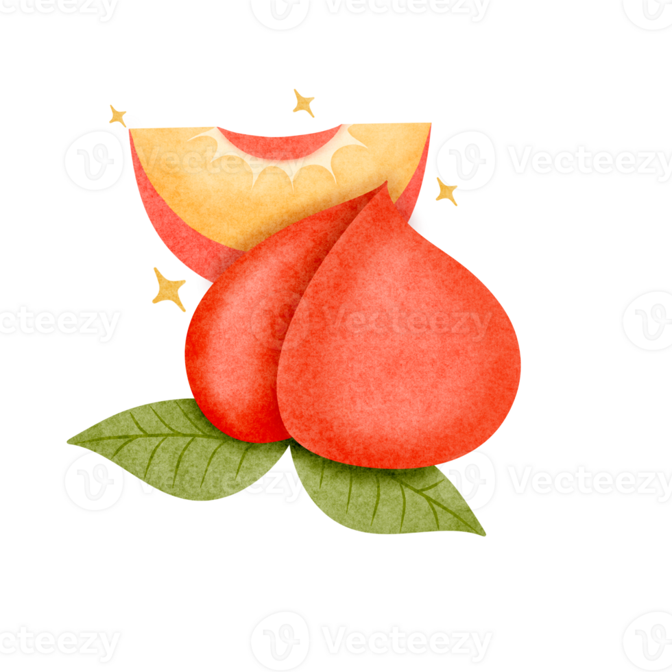 Peach fruit, hand drawn, translucent background png