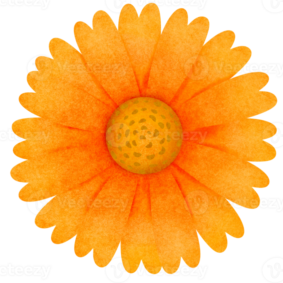 orange flower on transparent background 33299638 PNG