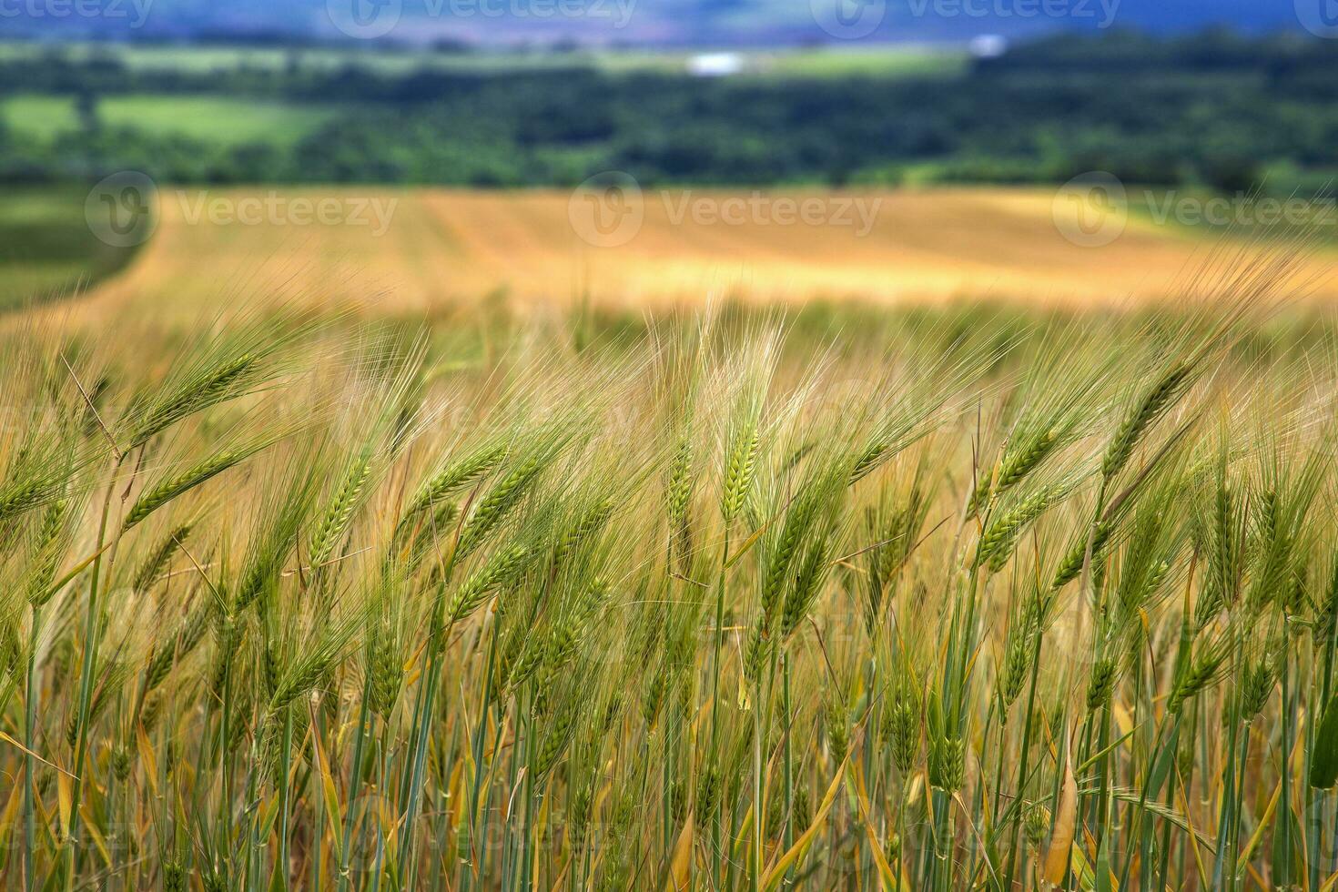 Wheatfield.Natural. Ears of wheat in the field, Blurred background. Agriculture and harvesting concept. photo