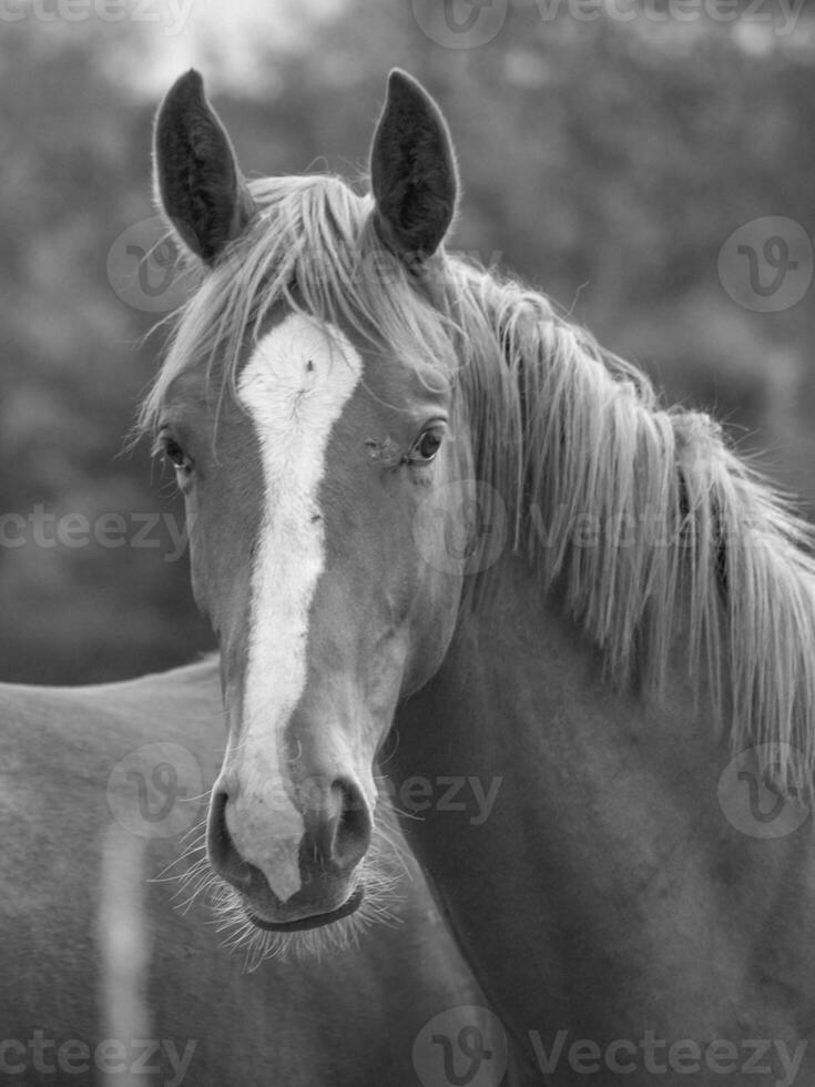 horses on a meadow photo