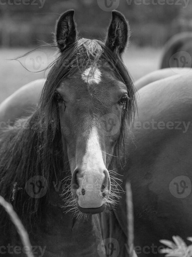 caballos en un prado foto