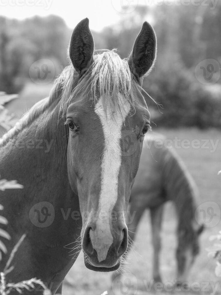 caballos en un prado foto