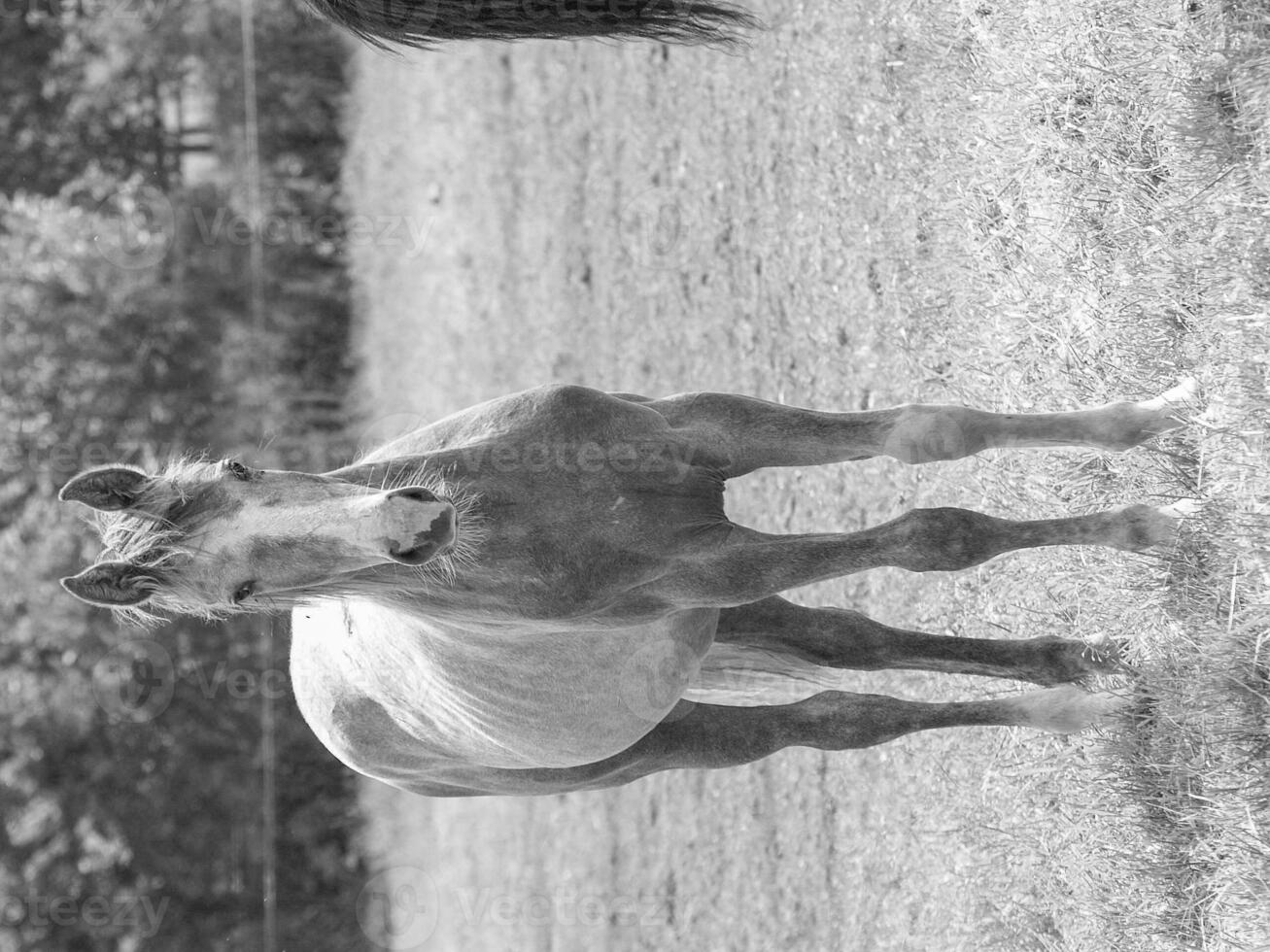 caballos en un prado foto