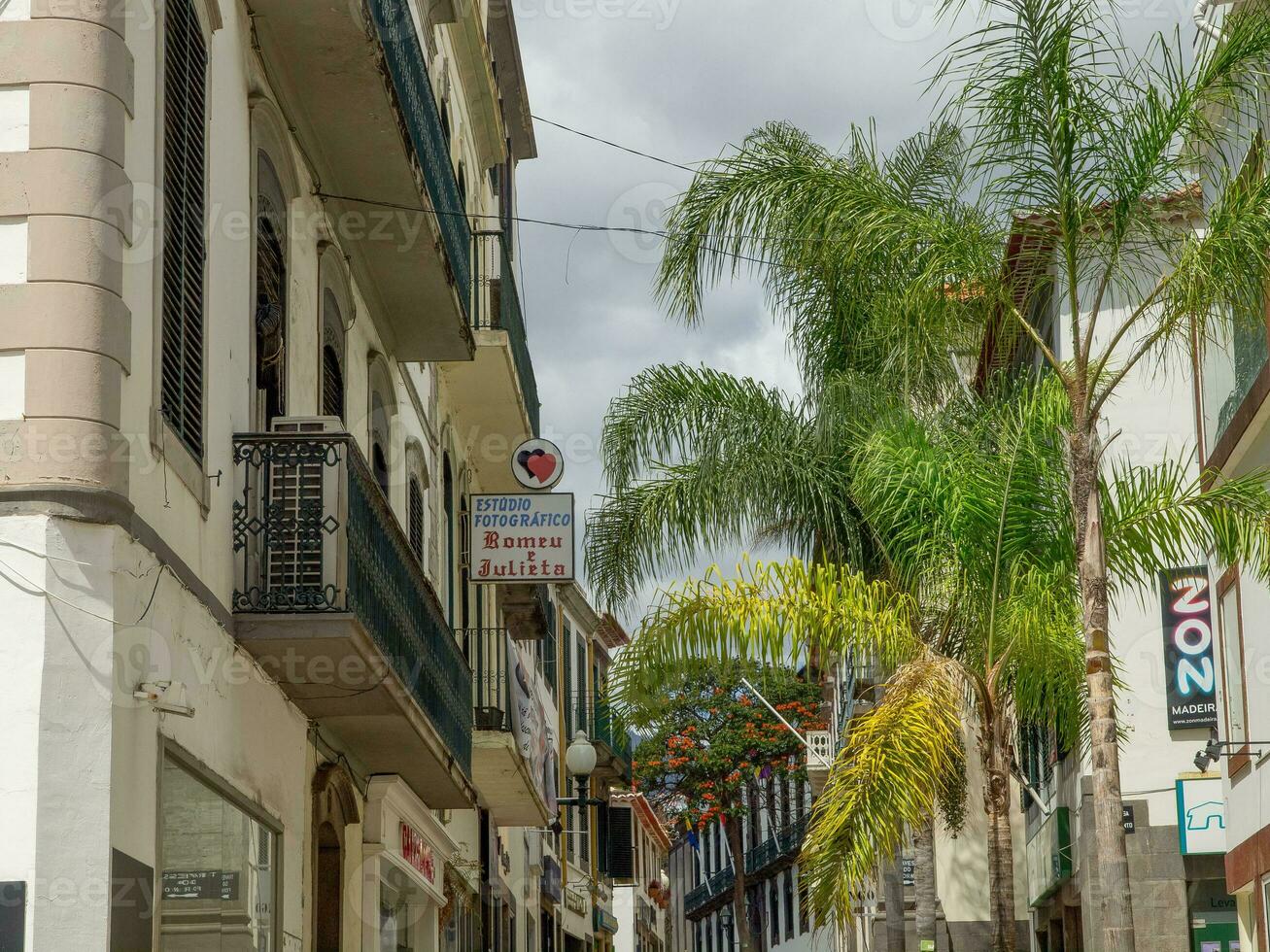 spring time in funchal madeira photo