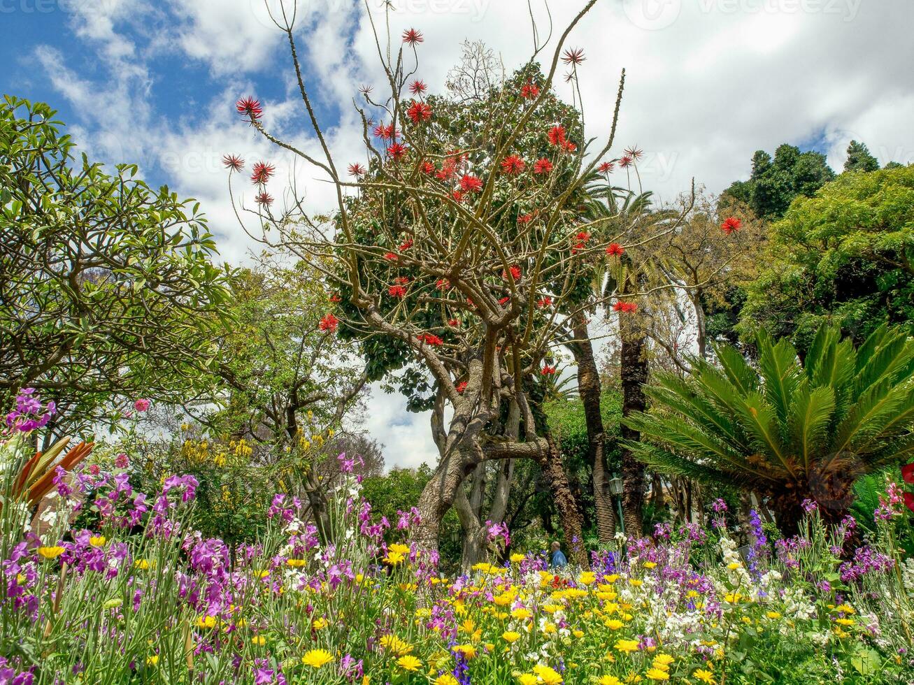 spring time in funchal madeira photo