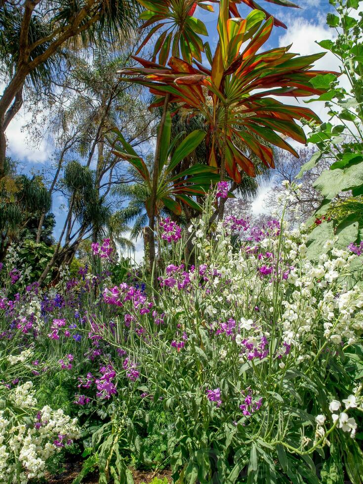 spring time in funchal madeira photo