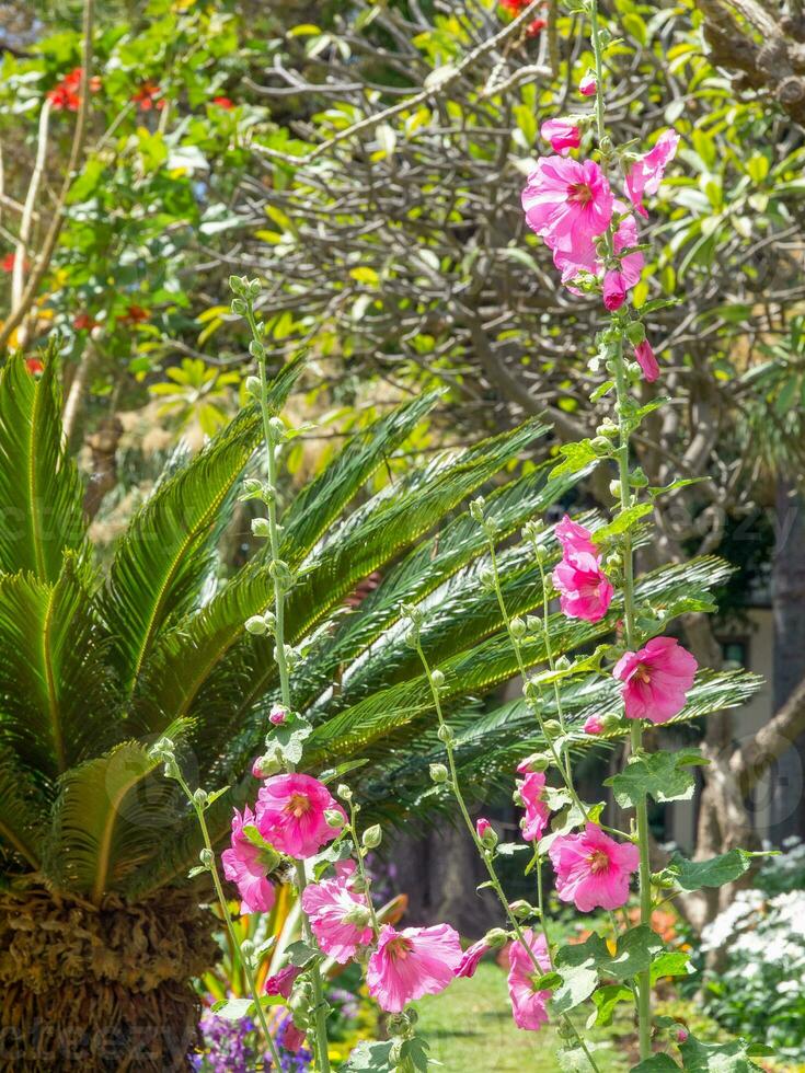 spring time in funchal madeira photo