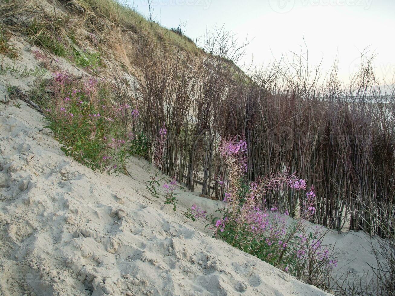 the island of Spiekeroog in germany photo