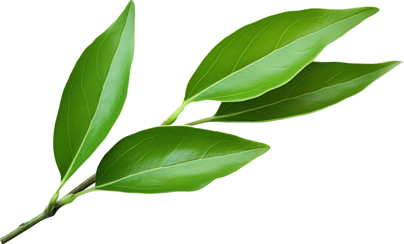 Tea leaf png with AI generated.