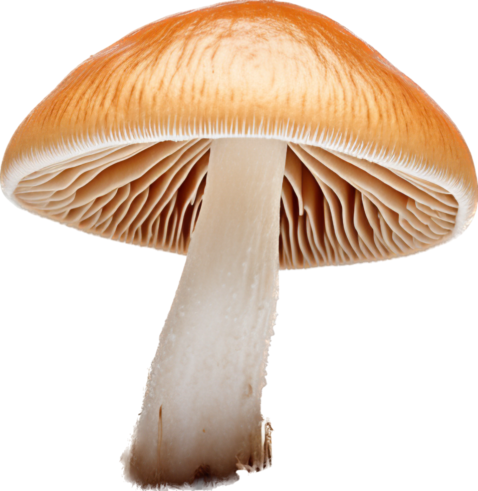 Mushroom png with AI generated.