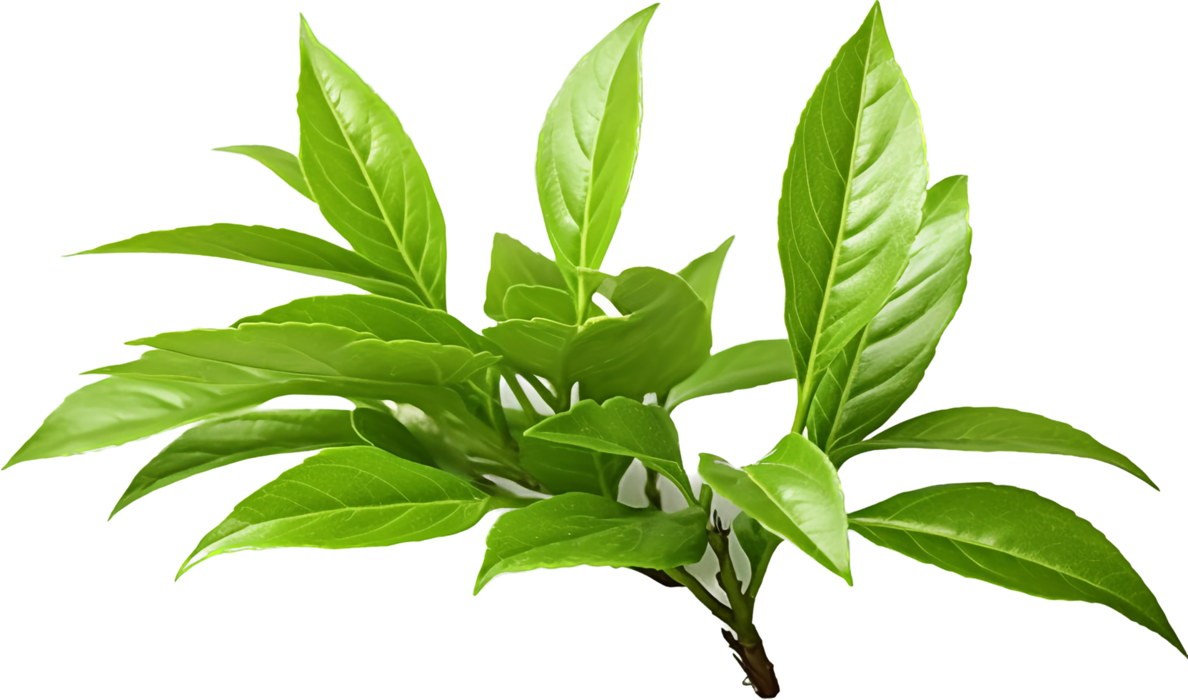 Tea leaf png with AI generated.
