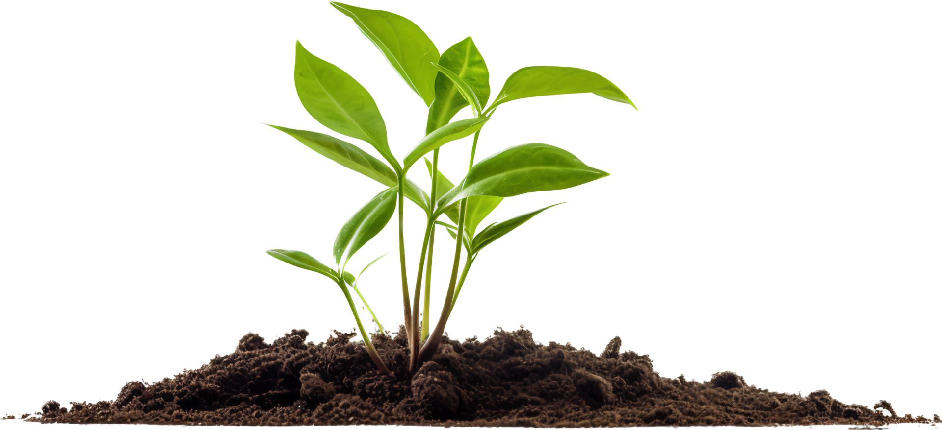 Plant growing png with AI generated.
